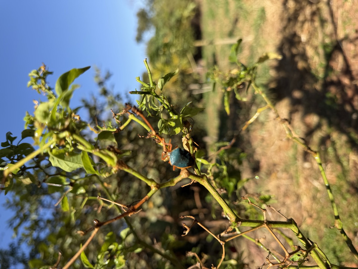 a beetle on the pepper plant